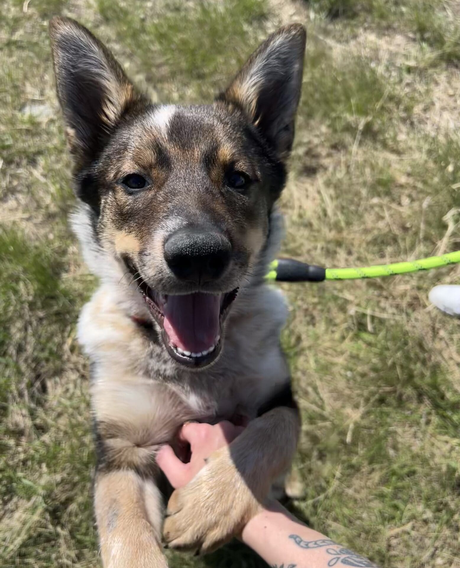 Adoptable dog wearing purple bandana at Swift Current SPCA radiothon
