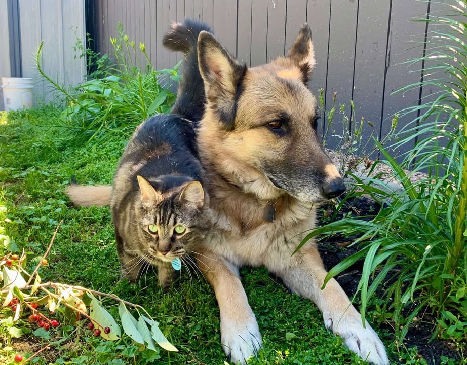 Young stylish couple walking with dog in street